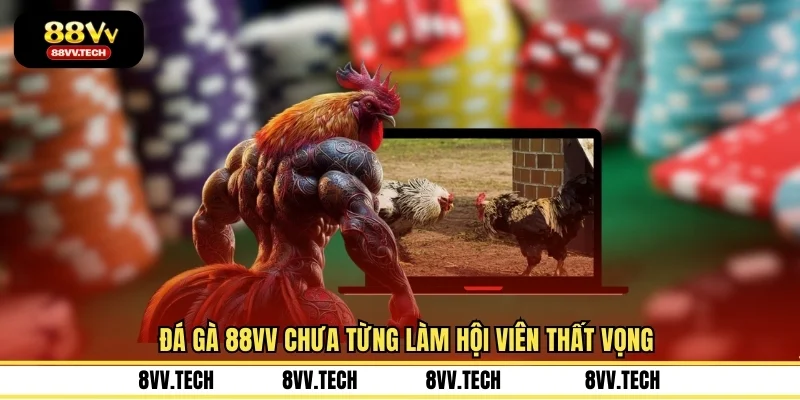 Đá gà 88VV chưa từng làm hội viên thất vọng